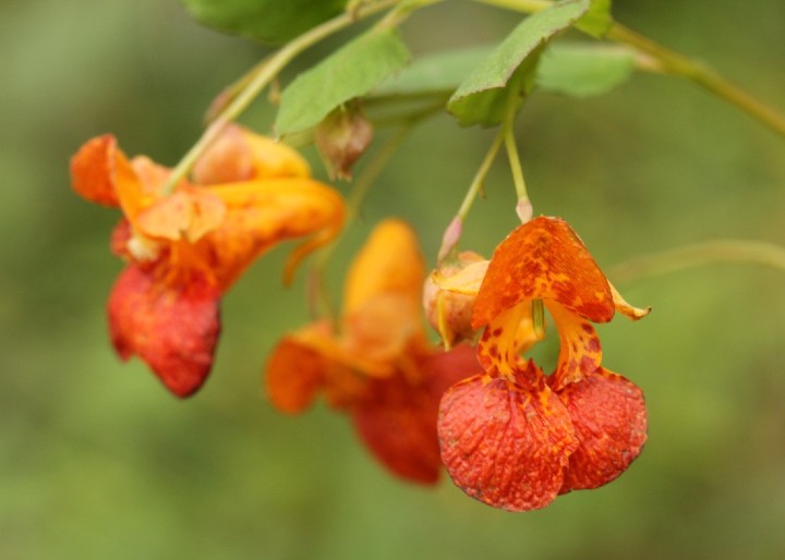 Jewelweed